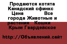 Продаются котята Канадский сфинкс › Цена ­ 15 000 - Все города Животные и растения » Кошки   . Крым,Гвардейское